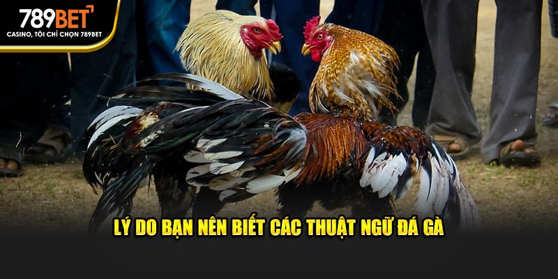 Thuật Ngữ Đá Gà: Ngôn Ngữ Của Các Chàng Gà Chọi 789BET