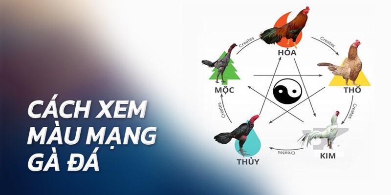 Màu Mạng Đá Gà - Tổng Hợp Những Điều Bí Ẩn Về Thần Kê 2025