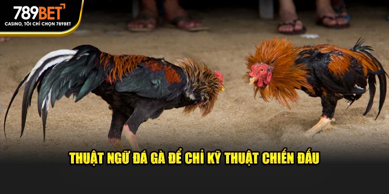 Thuật Ngữ Đá Gà: Ngôn Ngữ Của Các Chàng Gà Chọi 789BET