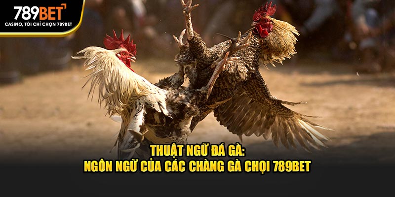 Thuật Ngữ Đá Gà: Ngôn Ngữ Của Các Chàng Gà Chọi 789BET